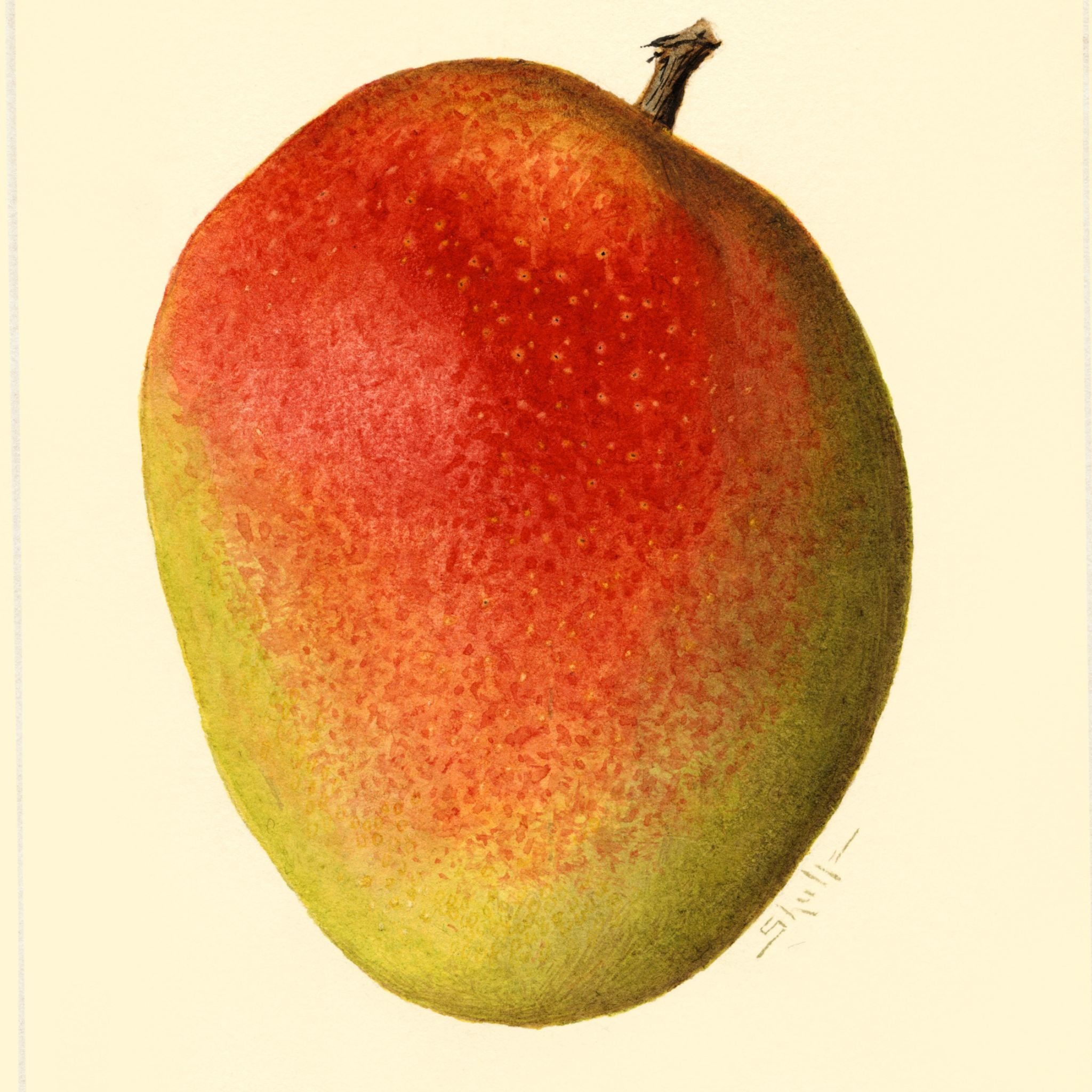 7 Top Mango Fragrances: Discover the Lush and Fruity Aromas