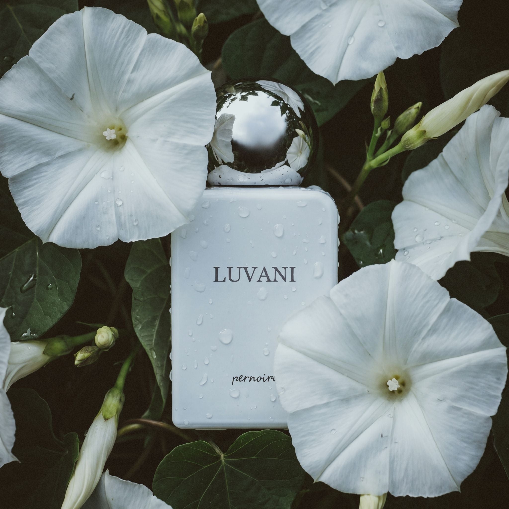 Luvani Pernoire Perfume